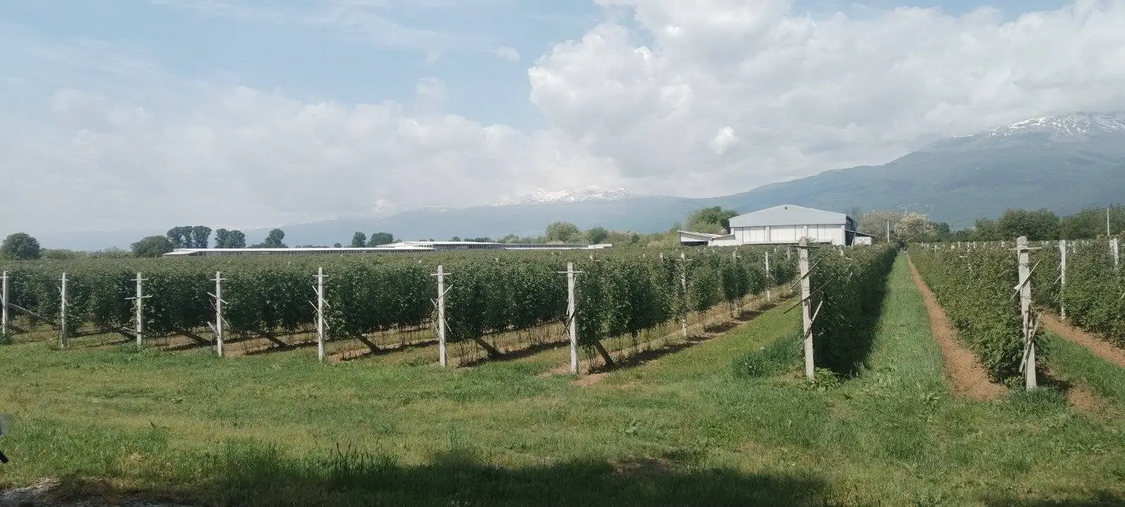 Посетата на фарма за малини во с. Јанчиште